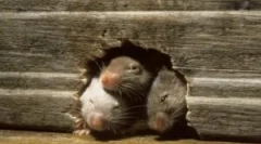 Стаорец во станот: што да направите?